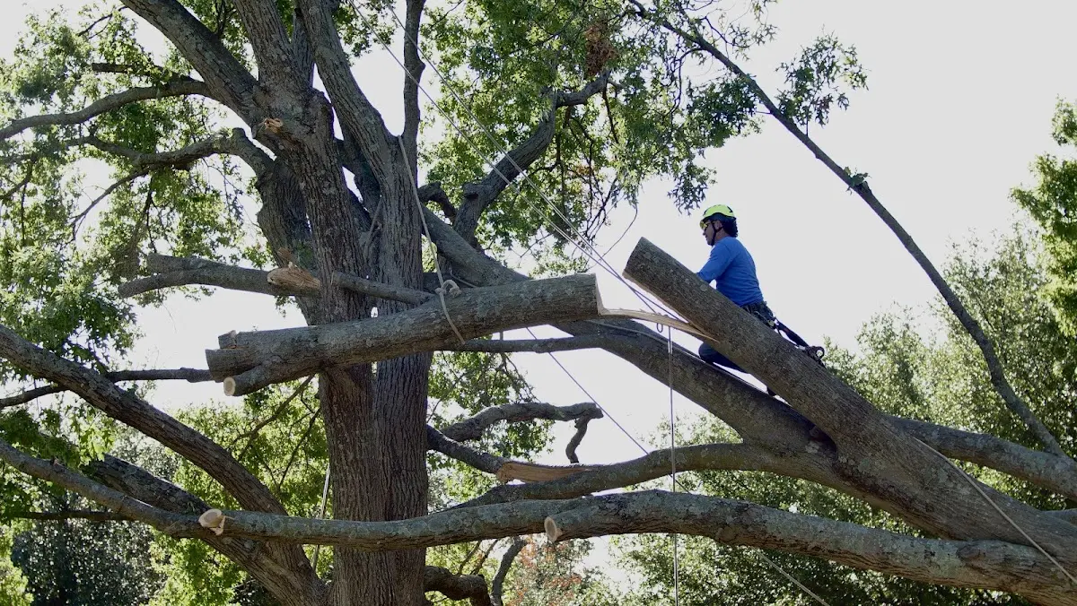 Professional Hazardous Tree Removal performed by certified arborists in Hookerton