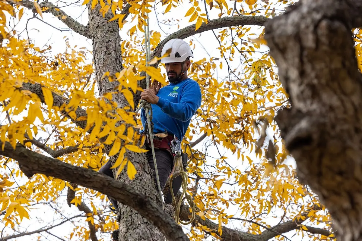 Skilled Tree Transplanting crew working in Hookerton